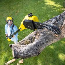Best Emergency Tree Removal  in Duncan, OK