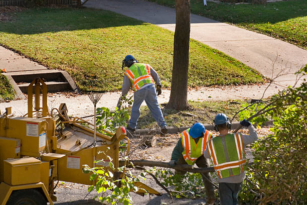 Best Hazardous Tree Removal  in Duncan, OK